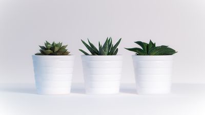Plastic succulents
