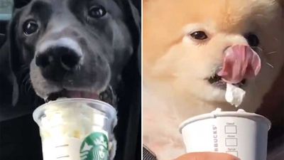 Dogs loving Starbucks cream