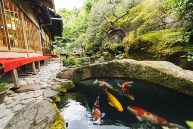 a traditional koi pond and Japanese garden outside of a Kissaten cafe restaurant in Kyoto, Japan