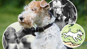 The wire fox terrier is at risk of extinction.