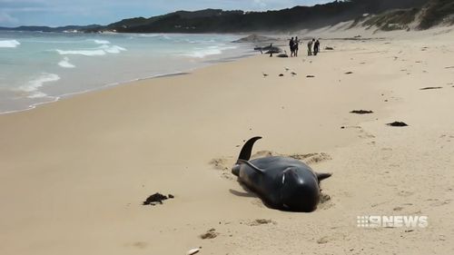 All of the 28 beached whales have died.