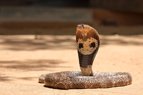 Sooraj Kumar obtained the cobra from a snake charmer.