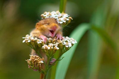 <strong>Winner of The Alex Walker's Serian On The Land Category: "The Laughing Dormouse" By Andrea Zampatti</strong>