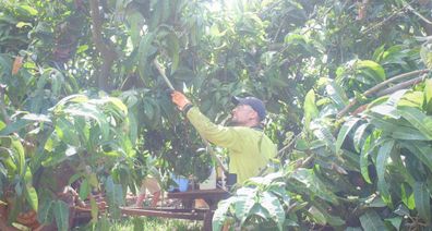 Harvesting mangoes in Gin Gin, Qld