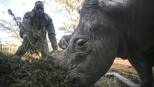 Sudan, the last male northern white rhino in existence, is closely guarded at a Kenyan sanctuary. (AAP)