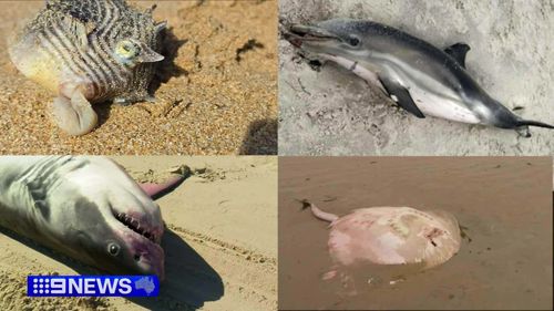 Dead fish and sharks in South Australia.