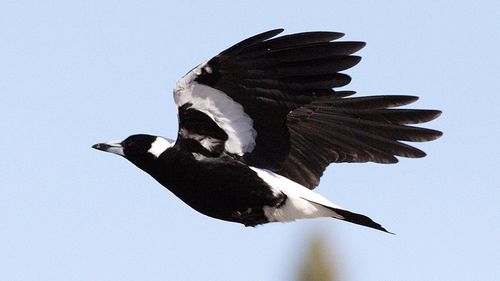 A magpie that attacked two young boys in a popular Perth park, causing serious damage to one child's eye, has been destroyed (AAP Image/Victoria Department of Environment, Land, Water and Planning).