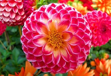 Dahlia are endemic to which continent?