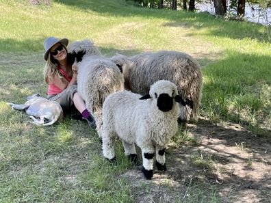 valais blacknose yarra valley sheep sydney royal easter show kim and richie