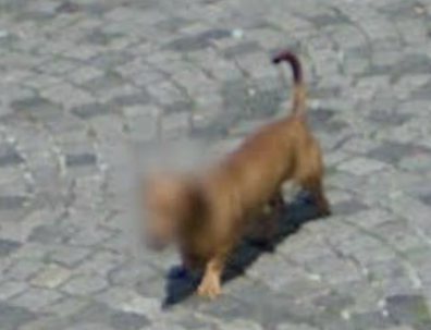 Google Maps is respecting our dogs' privacy by blurring their faces