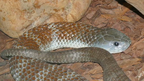 The heads of tiger snakes can evolve rapidly in response to feeding on large prey. 