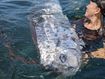 Huge 'doomsday fish' found off US coast