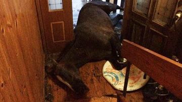 Horse rescued from floodwaters and given shelter inside home