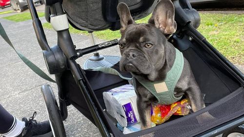 Banjo, an 18-month-old French bulldog is missing after being taken from southern Sydney. 