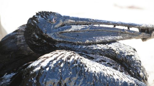 California governor declares emergency as clean-up crews battle devastating oil spill