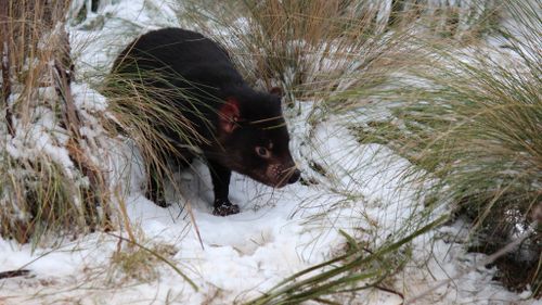 Tasmanian devil declared the state's official animal emblem