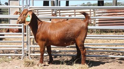 & # x27; Sassy & # x27;  the $ 16,000 record price red Boer doe Sprinvale goat from Queensland