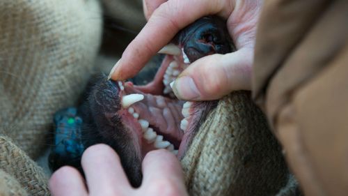 The group has been vaccinated against a deadly facial tumor disease which has wiped out large numbers of the critter in recent years.