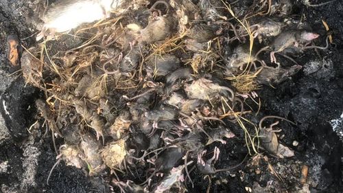 Desperate farmers are begging the government for assistance as a mouse plague across the NSW Central-West continues to rage on. Millions of rodents are invading schools, homes, and farms - and wiping out crops.