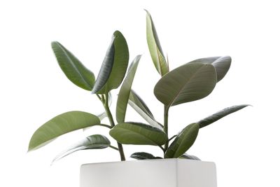 <strong>Rubber Plant</strong>