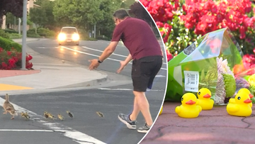 A good Samaritan has died in the US after he was struck by a car while helping ducks cross the road.