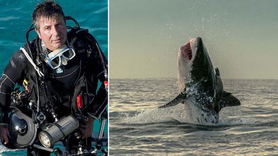 <p _tmplitem="1">A light-flippered seal has been photographed avoiding certain death in the jaws of a great white shark just off South Africa.</p><p _tmplitem="1">
Italian photographer Sergio Riccardo, pictured, couldn't believe his eyes when the giant fish burst from the water just off Cape Town recently, only for the seal to bounce off the tip of its nose and high into the air.</p><p _tmplitem="1">
On the way down, the hungry shark snapped, missing the airborne mammal again by the smallest of margins allowing its dinner to make a hasty escape.</p><p _tmplitem="1">
The 51-year-old photographer, hailing from Sorrento, said a dense population of seals on nearby Seal Island made it a prime feeding location for great whites.</p><p _tmplitem="1">
It was not unusual to witness seals attacked by sharks, Mr Riccardo said, but he was lucky to his camera at hand ready to shoot.</p><p _tmplitem="1">
"I was glad to see the seal escape on this occasion," he said.</p><p _tmplitem="1">
Scroll through to see the action. <i _tmplitem="1">All images Pictures Media</i></p>