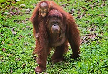 Which island is home to the largest population of orangutans?
