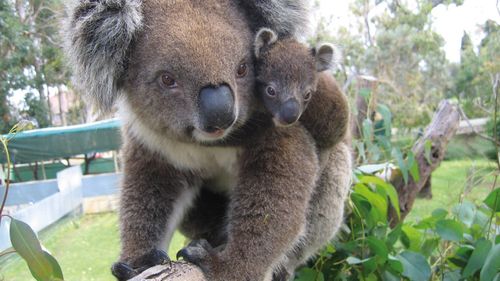 WA zoo offers haven to 'death row' koalas