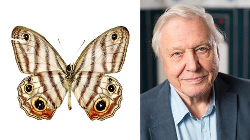 Sir David Attenborough lends his name to rare Amazonian butterfly