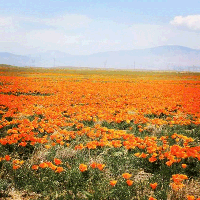 Antelope Valley Poppy Reserve<br>