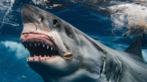 In the cage Euan Rannachan was able to safely get detailed close ups of the massive shark.