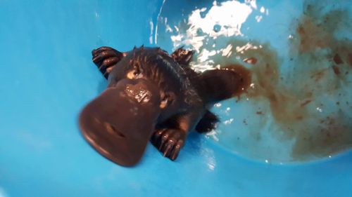 Percy the platypus was healthy and returned to the wild. (Facebook)