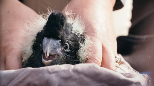 There are signs of hope for one of Australia's rarest black cockatoo species.