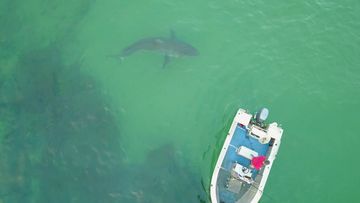 A huge great white circled a small boat off the coast.