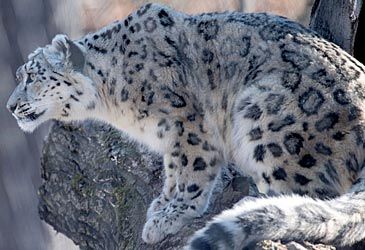 The snow leopard is the national mammal of which nation?
