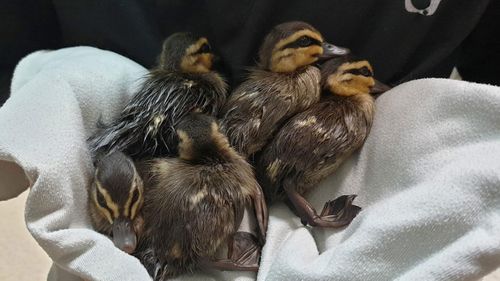 Ducklings have been saved from train tracks in Melbourne.