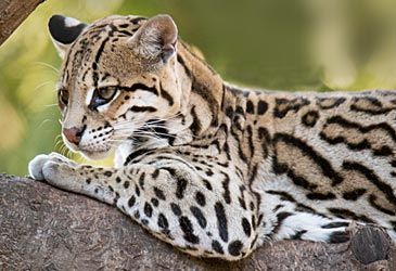 What species of wild cat is illustrated above?