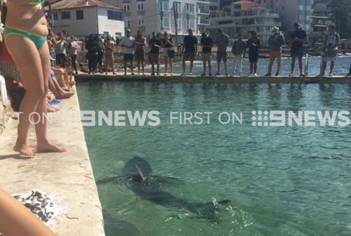 The shark drew a large crowd in the pool at Fairy Bower, near Manly Beach.