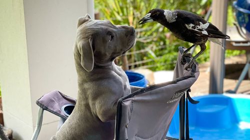 Now Peggy's 15-month-old puppy Ruby is bonding with Molly, keeping the magpie on her toes with her "mischievous" attitude.