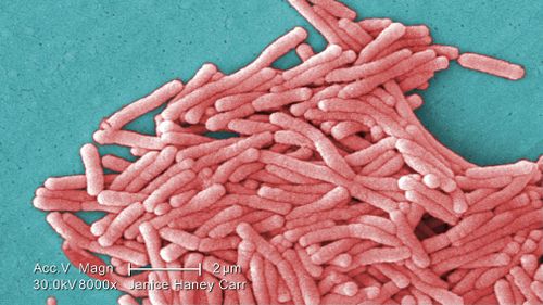 Legionnaires’ is usually treated with anti-biotics. (Janice Haney Carr, Centers for Disease Control and Prevention)
