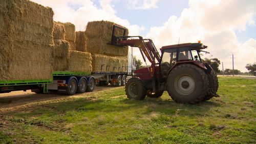 Farmer Ian Mudge said he would have to use his remaining hay to feed his ewes and lambs.