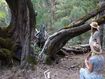 The destruction of an 800-year-old peppermint tree has prompted anger in Western Australia&#x27;s Ferguson Valley.