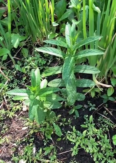 TikTok gardening herbs