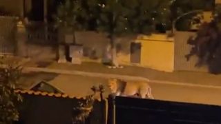 Escaped circus lion captured after prowling the streets of Italian