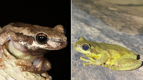 The Slender Bleating Tree Frog (left) and the Screaming Tree Frog (right).