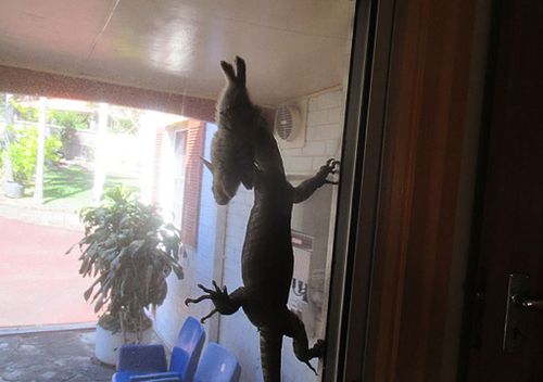 Malcolm Thom shooed the goanna from his screen door with a rake, freeing the rabbit
