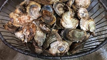 A basket of oysters is ready for packaging and delivery 