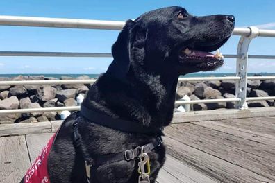 Baloo was trained at the Melbourne-based organisation Dogs for Life.