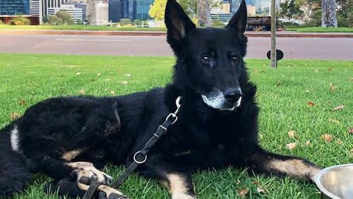 Enzo enjoyed going for swims, road trips, walks and playing with his dog toys. 