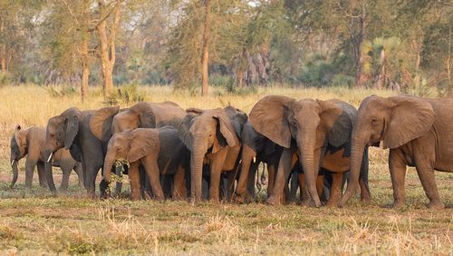 Some of the tuskless elephants in the Gorongosa National Park in Mozambique. 